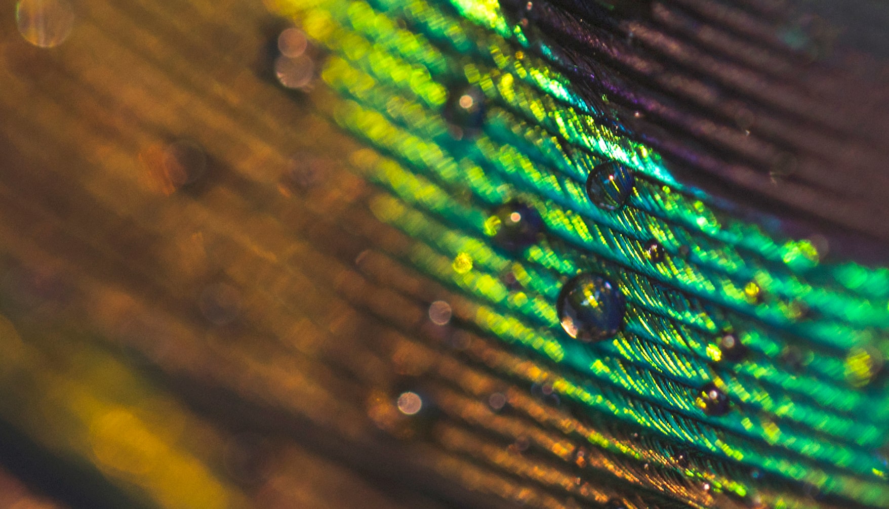 macro-image-peacock-feather-with-water-drops 1-min macro-image-peacock-feather-with-water-drops 1-min